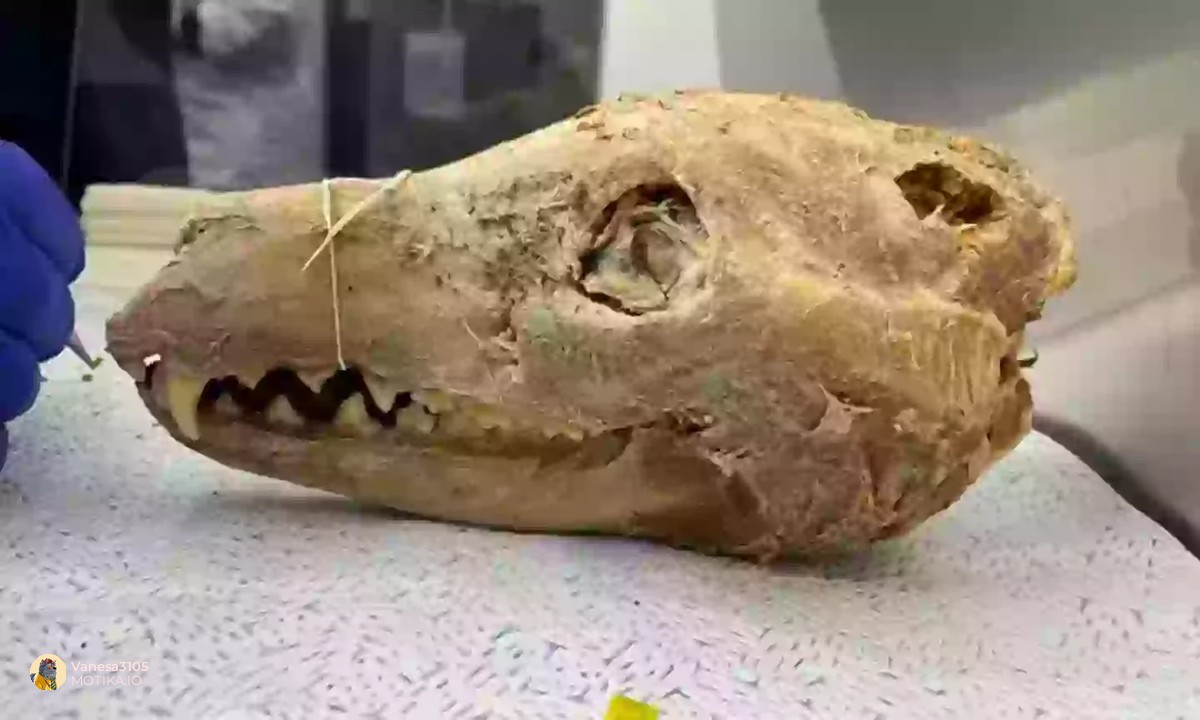 Научниците се на чекор до успех