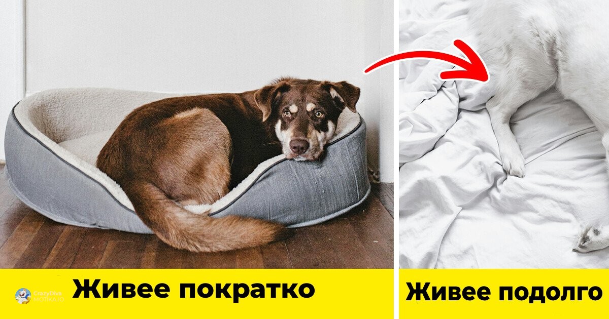 9 лесни начини да му помогнете на вашиот куче да живее подолго и посреќно
