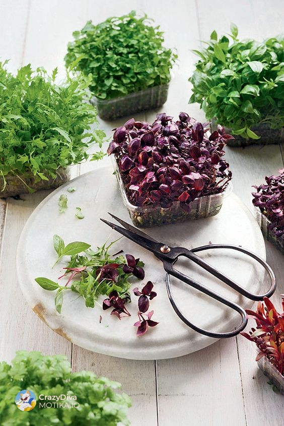 7. Лиснат зеленчук и никулци