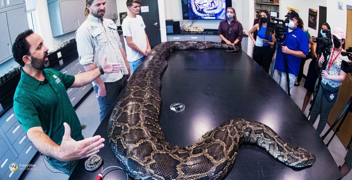 4. Кралски питон (Python regius)