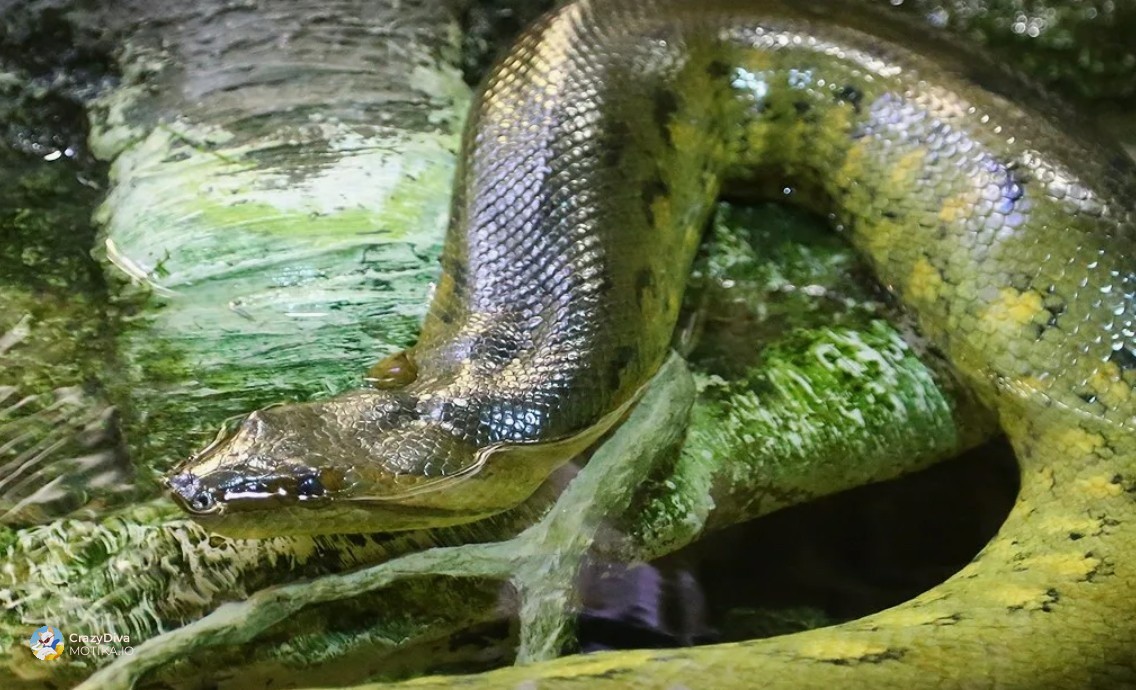 5. Зелена анаконда (Eunectes murinus)