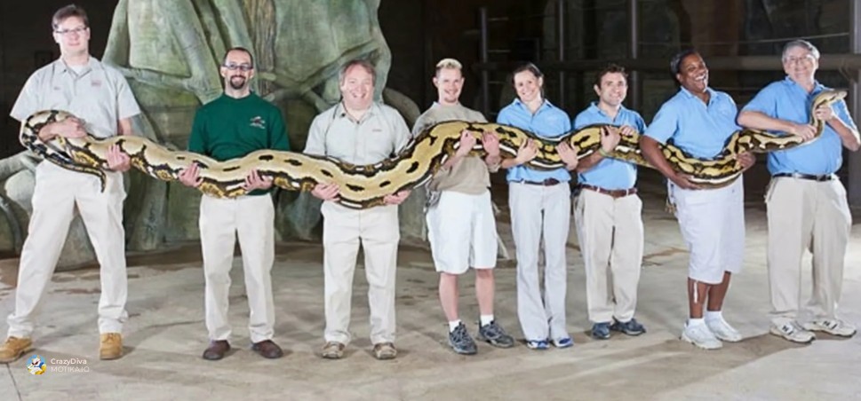 1. Мрежест питон (Python reticulatus)