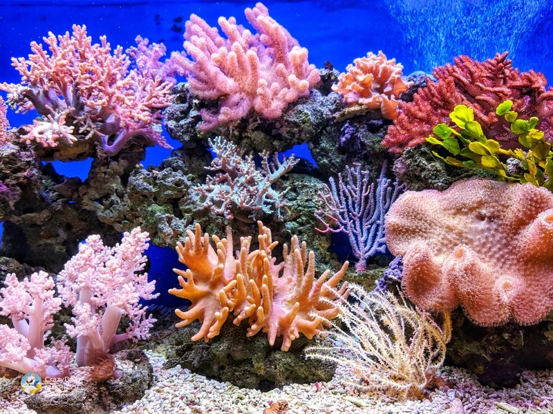 1. Слушањето музика може да помогне коралните гребени да пораснат