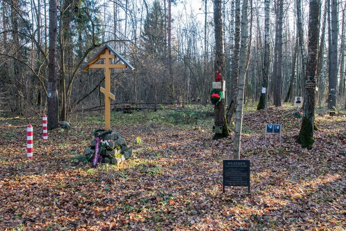 5 најморничави шуми на светот: Места каде што и птиците молчат, а границите меѓу реалноста и стравот исчезнуваат