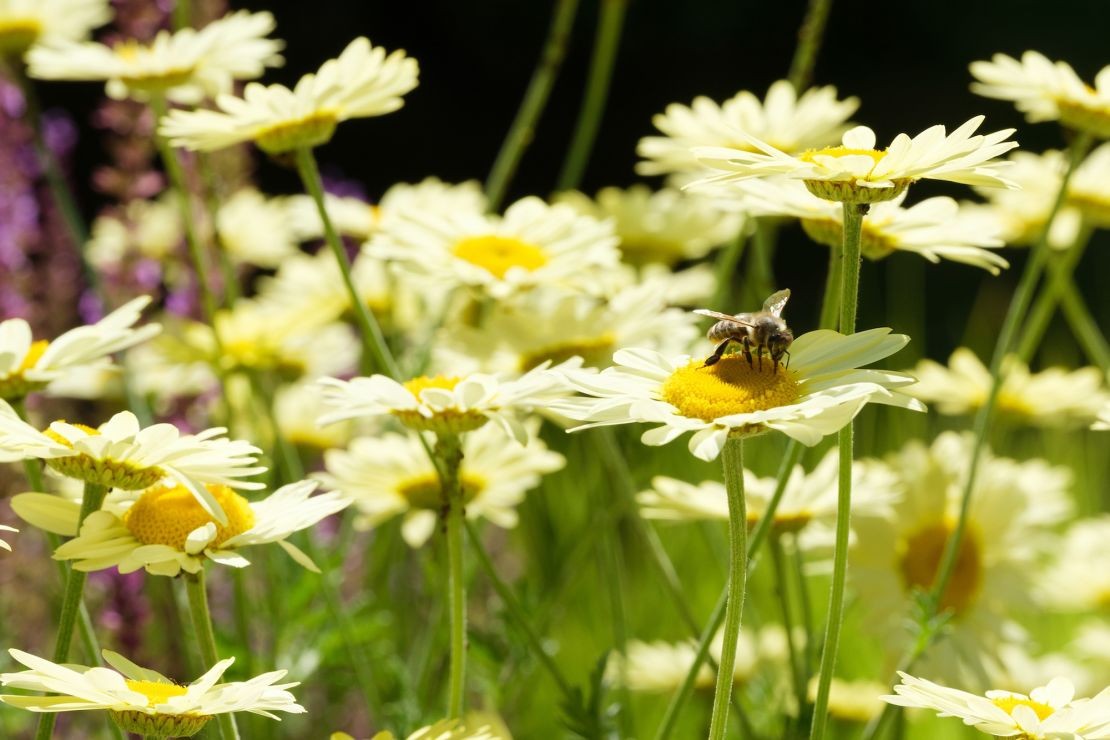 ‘Pollinator Pathmaker’ – Дигитална алатка што создава градини за спас на пчелите и опрашувачите