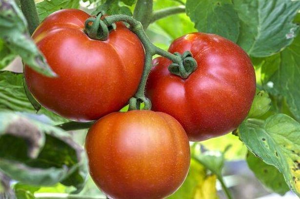 Тајната за огромни и сочни домати, која искусните градинари не ви ја кажуваат