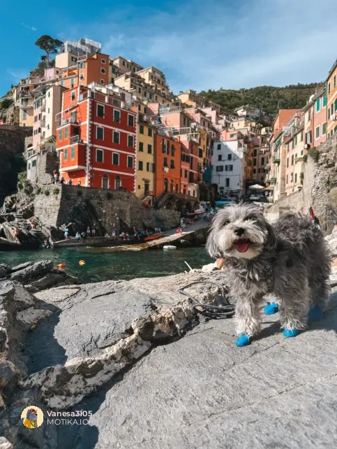 Њујорк поради ова стана pet friendly оаза
