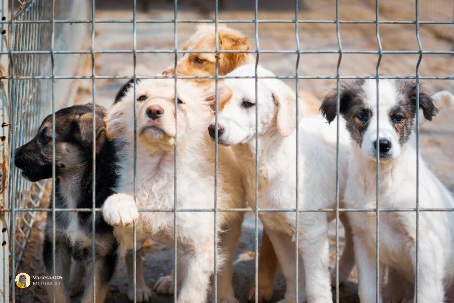 Пренаселеноста е сурова реалност – и зборот „kill shelter“ е погрешен и суров
