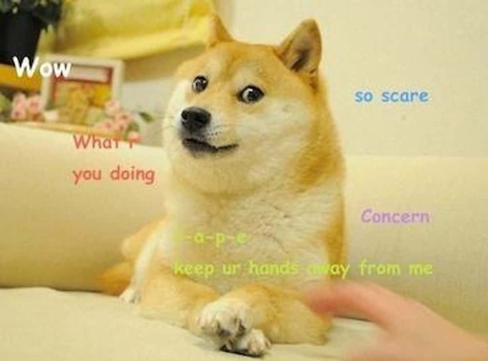 7. Doge мемето: најпознатиот интернет пес се претвори во NFT од 4 милиони долари