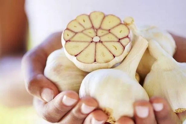 Sicherheit und Nährwert von sprießendem Knoblauch