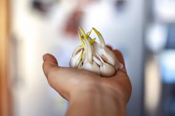 Wann sprießt Knoblauch und wie beeinflusst es den Geschmack?