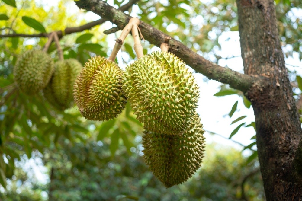 The Smell and the Science: Why Durian Smells So Strong
