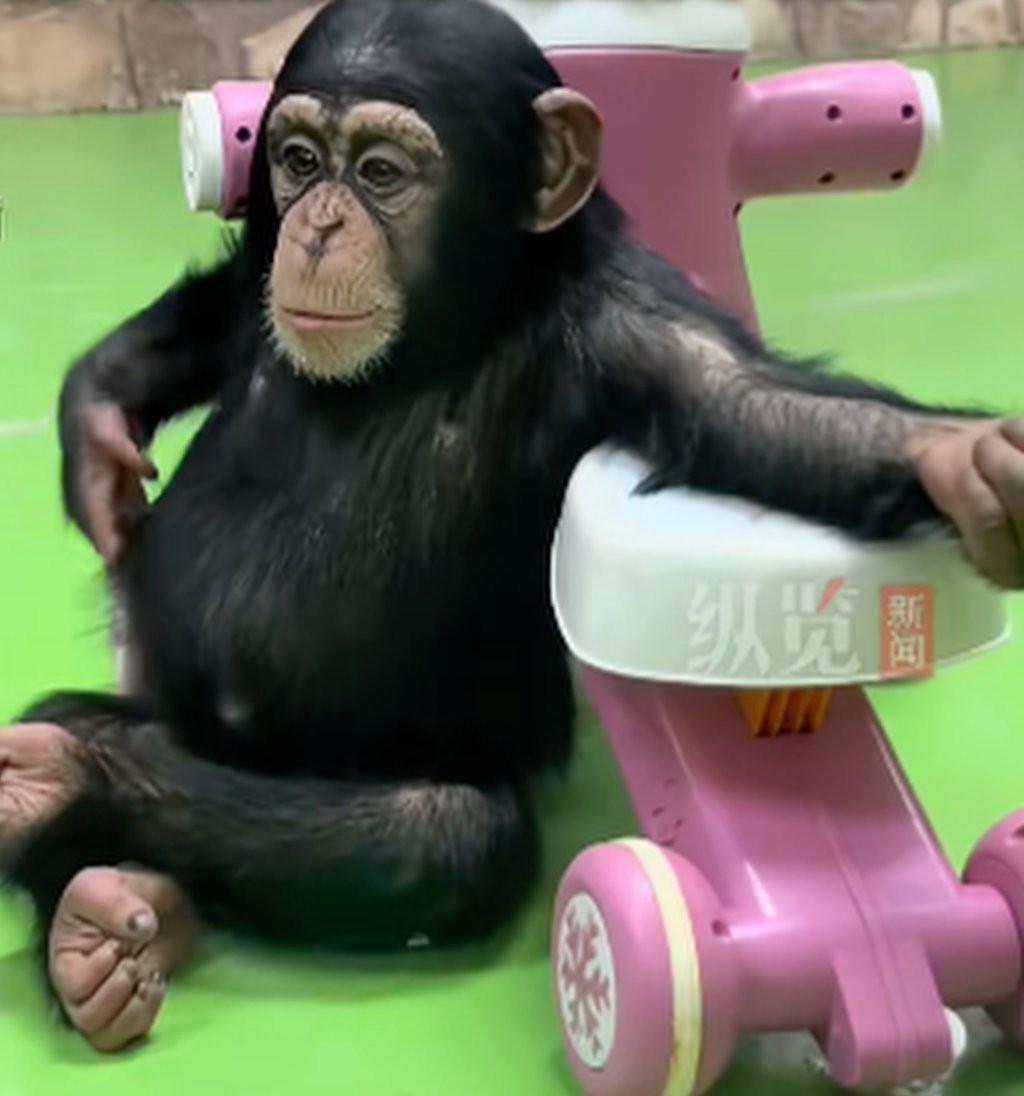 Des vidéos qui fascinent Ding Ding et une interdiction motivée par la sécurité visuelle