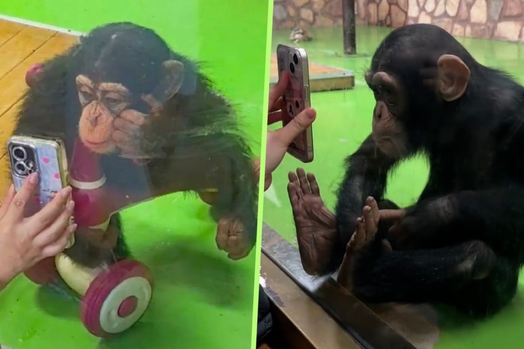Ostchinesischer Zoo verbietet Besuchern, Ding Dings Short-Videos zu zeigen – aus Sorge um seine Sehkraft