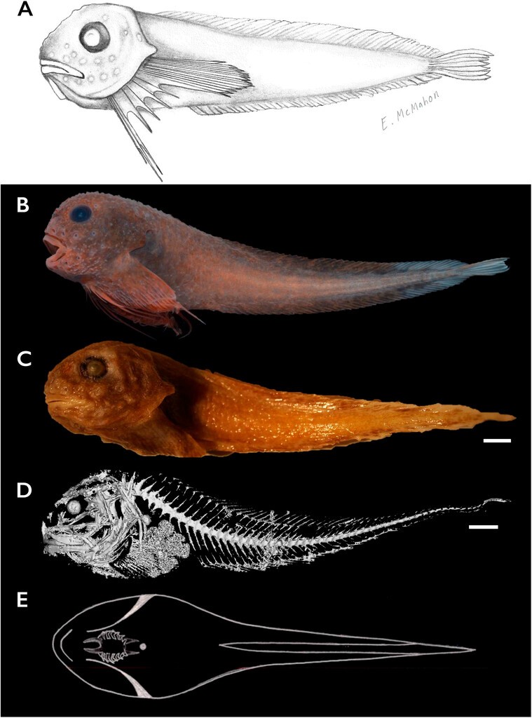 Trois espèces nouvelles découvertes au large de la Californie: Careproctus colliculi, Careproctus yanceyi et Paraliparis em
