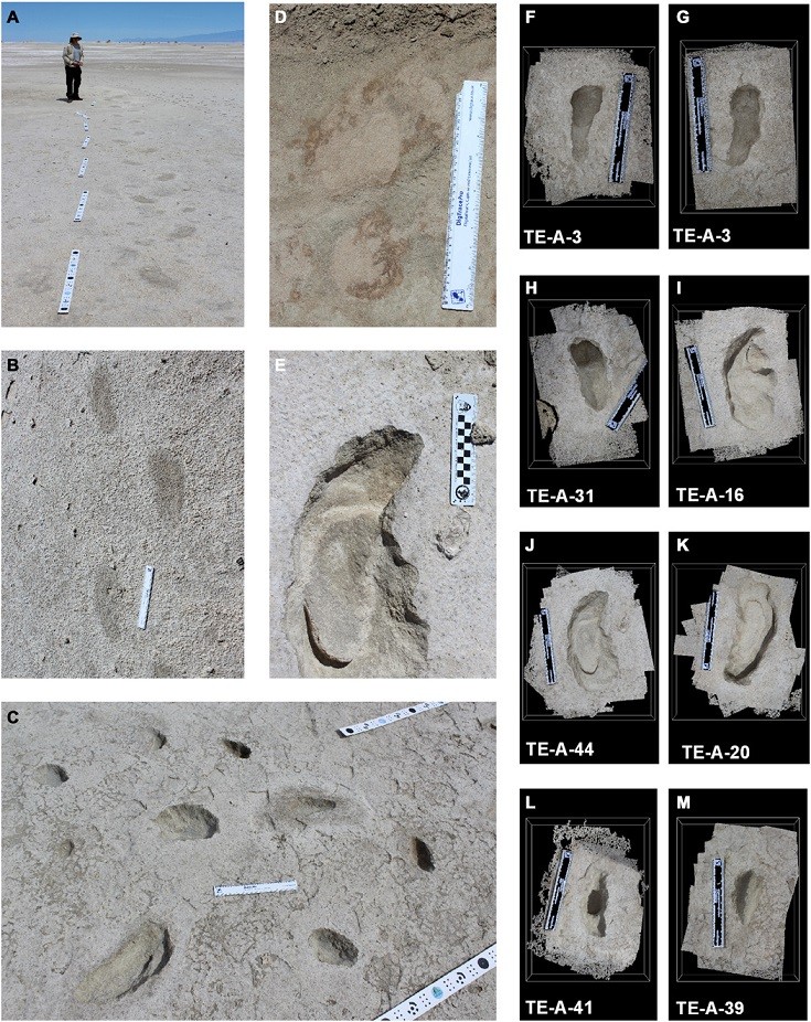 Gigantic Ancient Tunnels in Southern Brazil: Not Humans, But Sloths, Claim Archaeologists