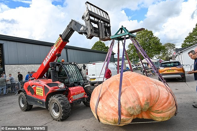 A abóbora gigante de 390 kg que tomou conta do lote de um casal — mais pesada que três filhotes de elefante