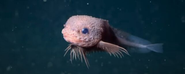 In the Abyss, an Unlikely Darling: Meet Bumpy, the Snailfish of the Deep
