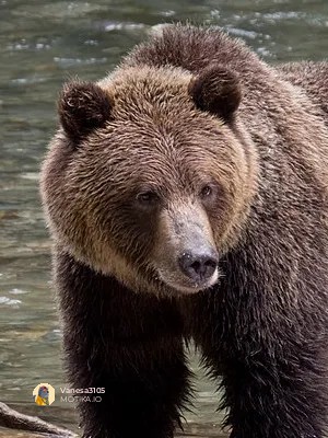 Тимоти Тредвел - Пријателот на мечките што стана нивна жртва