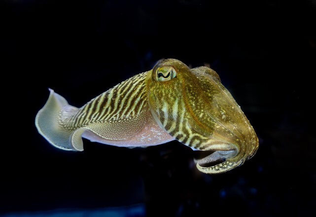 Cephalopoden schlagen den Marshmallow-Test: Geduld, Planung und eine Intelligenz, die wir nicht erwartet hatten
