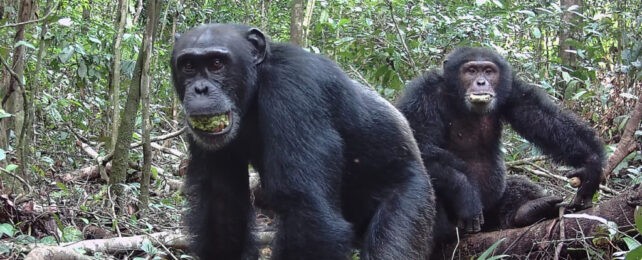 Chimpanzés bebem o equivalente a uma cerveja por dia — e isso pode explicar por que gostamos de álcool.