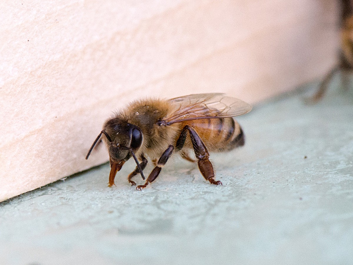 Tetragonula carbonaria: petites abeilles, grandes spirales