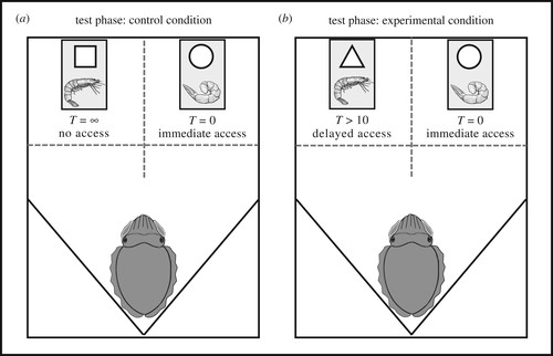 A New Marshmallow Test for Cuttlefish: The Experimental Setup