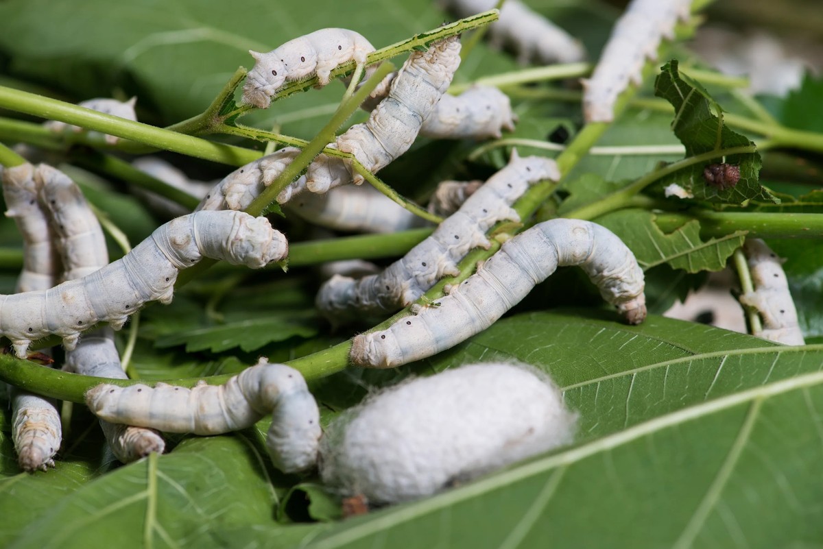 From Leaves to Loom: How Silk Became a Sacred Resource