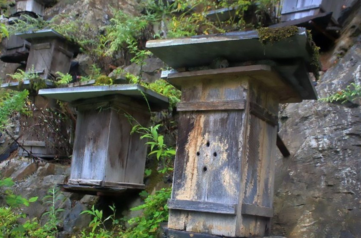 La muralla de las colmenas: subir 1.200 metros para proteger a las abejas