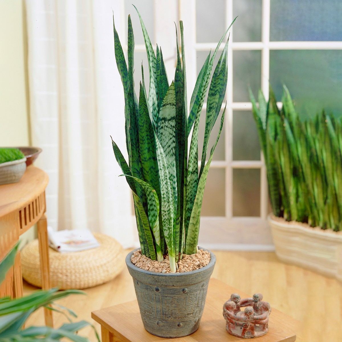 Snake Plant: absorbs nitrogen oxides and gives oxygen by night