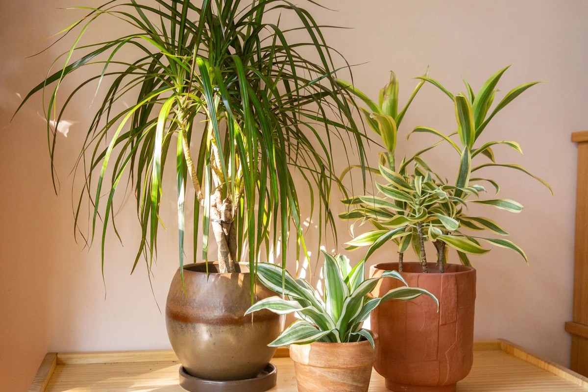 Peace Lily: neutralizes ammonia and reduces mold spores; thrives in shade