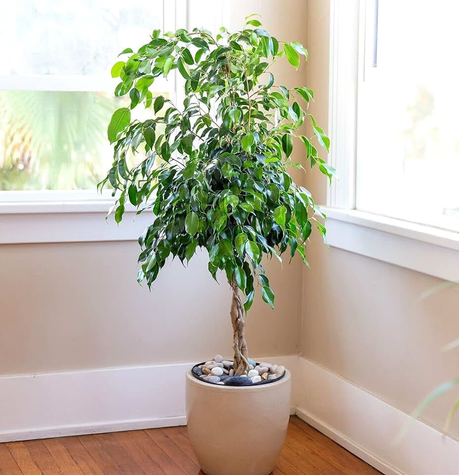 Dracaena and Ficus: more air-cleaners in one room
