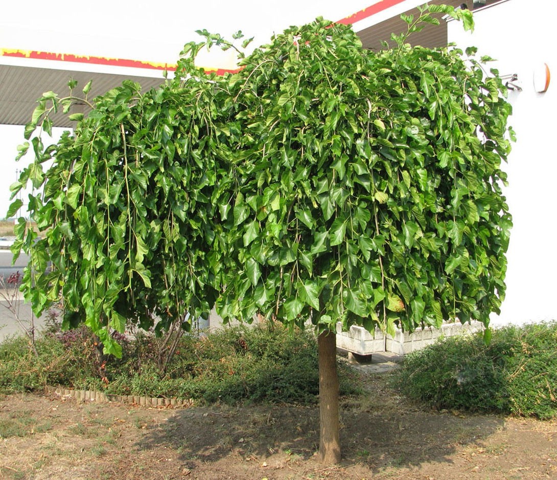 La morera: árbol que hizo posible la seda