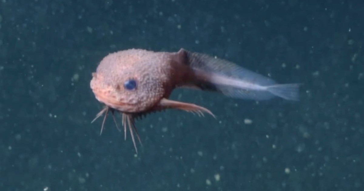 Au fond des abysses, un poisson souriant émerge : à 3 268 mètres, une nouvelle espèce bouleverse la science