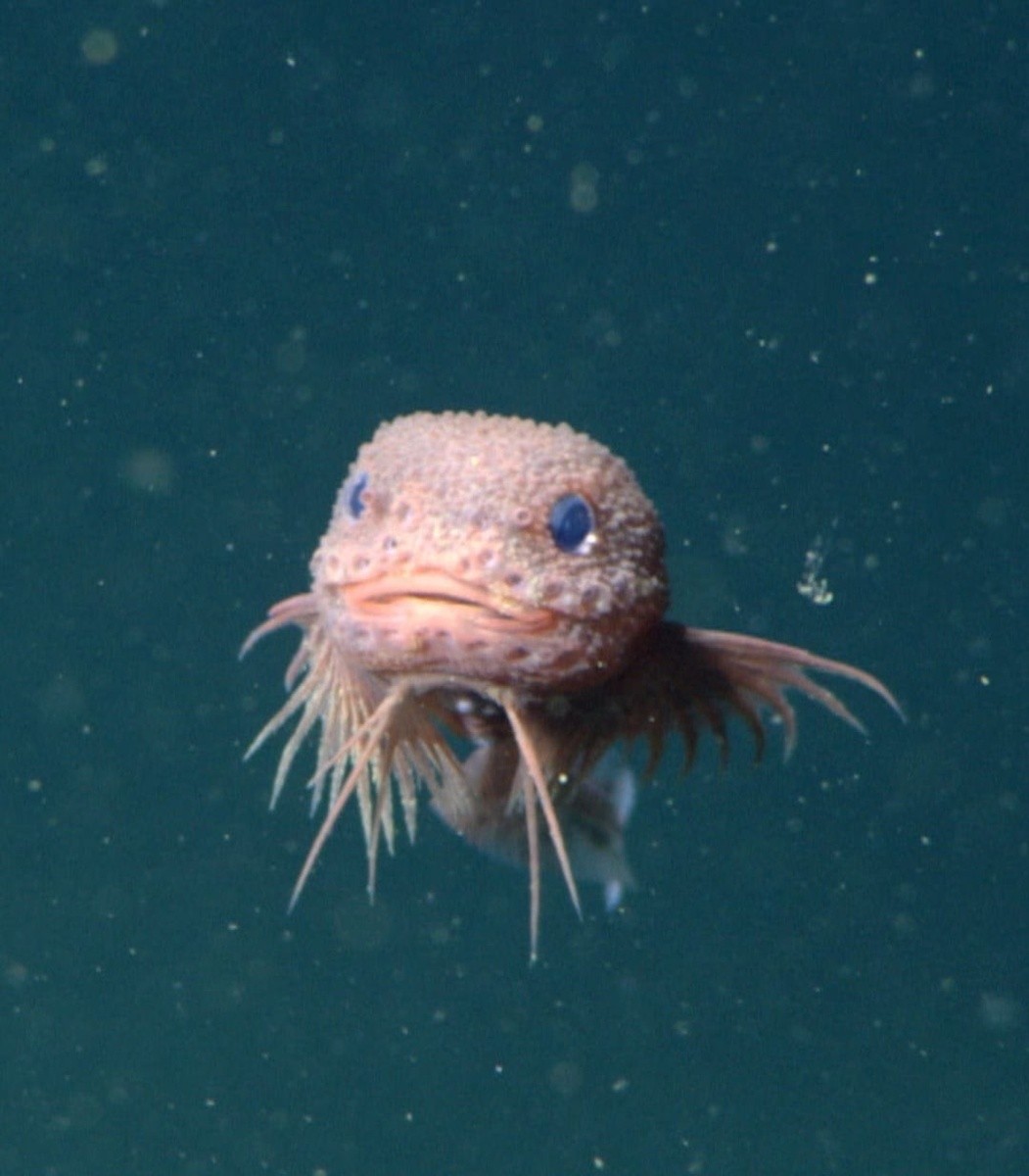 Un appel à comprendre les abysses et l’importance de la biodiversité