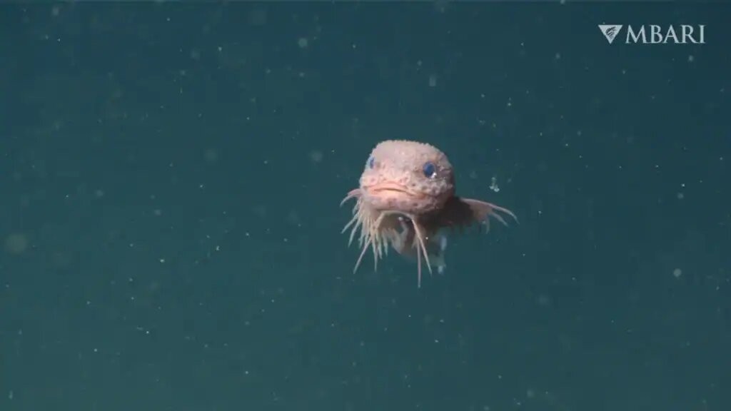 Descubrimiento histórico: a gran profundidad nace una nueva especie de pez babosa frente a California
