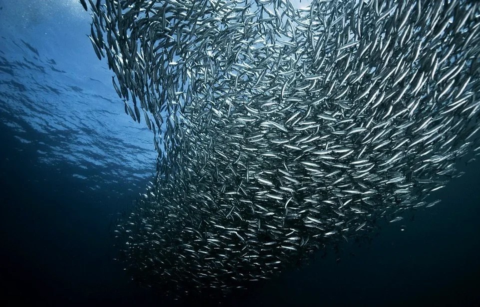 Un movimiento gigantesco frente a África y hacia el Océano Índico