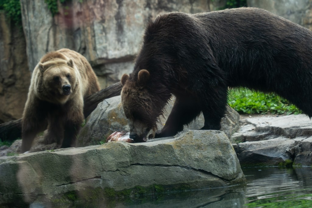 Haustier-Goldfische verseuchen Minnesota-Seen – Ausgesetzt, wuchern sie zu Giganten – Der Zoo schlägt eine umstrittene Lösung vor