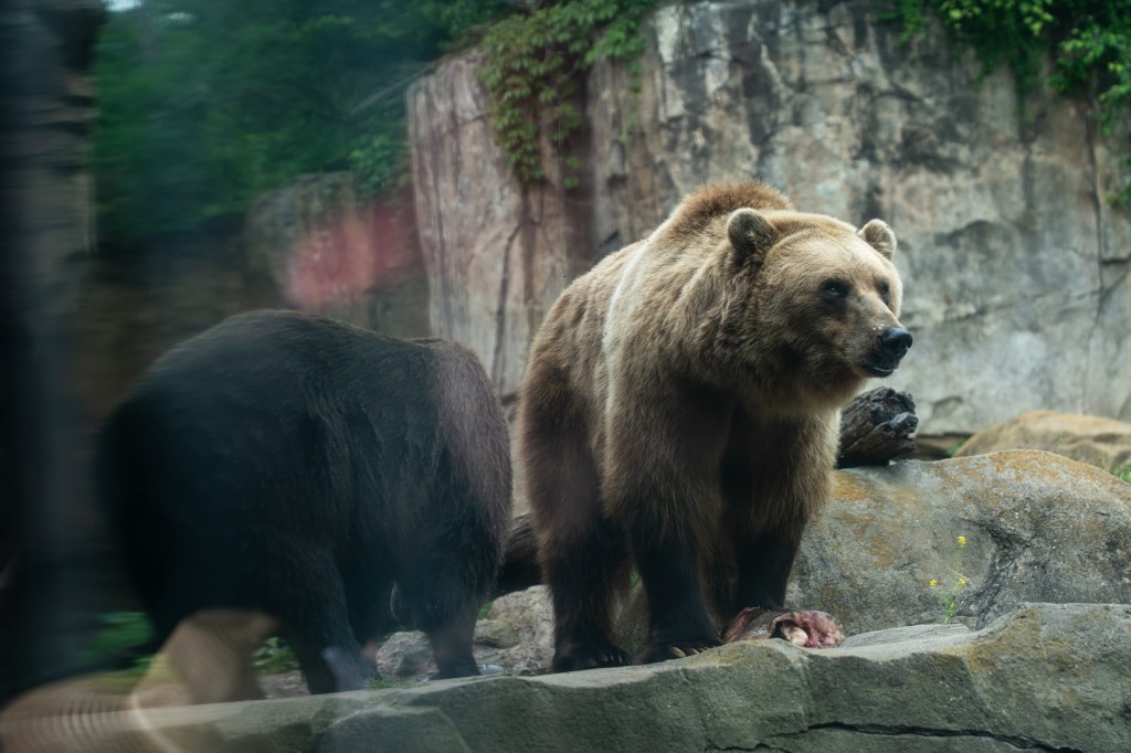 Die Lösung: Füttern statt Wegwerfen – Goldfische als Futter für Zoobewohner