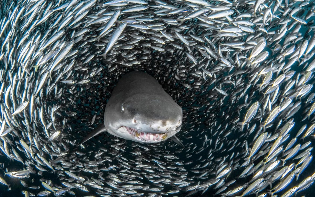 O lado humano: pescadores, mergulhadores e fotógrafos