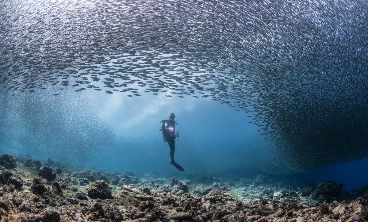 The Great Sardine Migration: A Space-Visible Ocean Parade