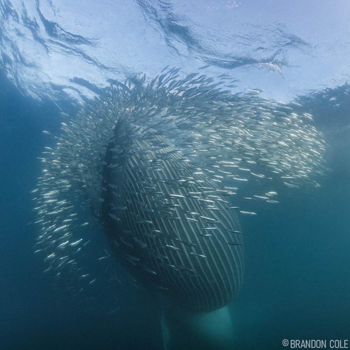 A Spectacle That Feeds People and Captivates the World