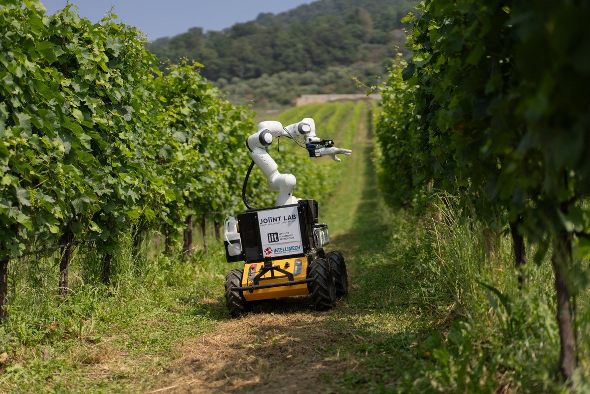 Frasky: The tireless grape harvester that drinks no wine and never tires