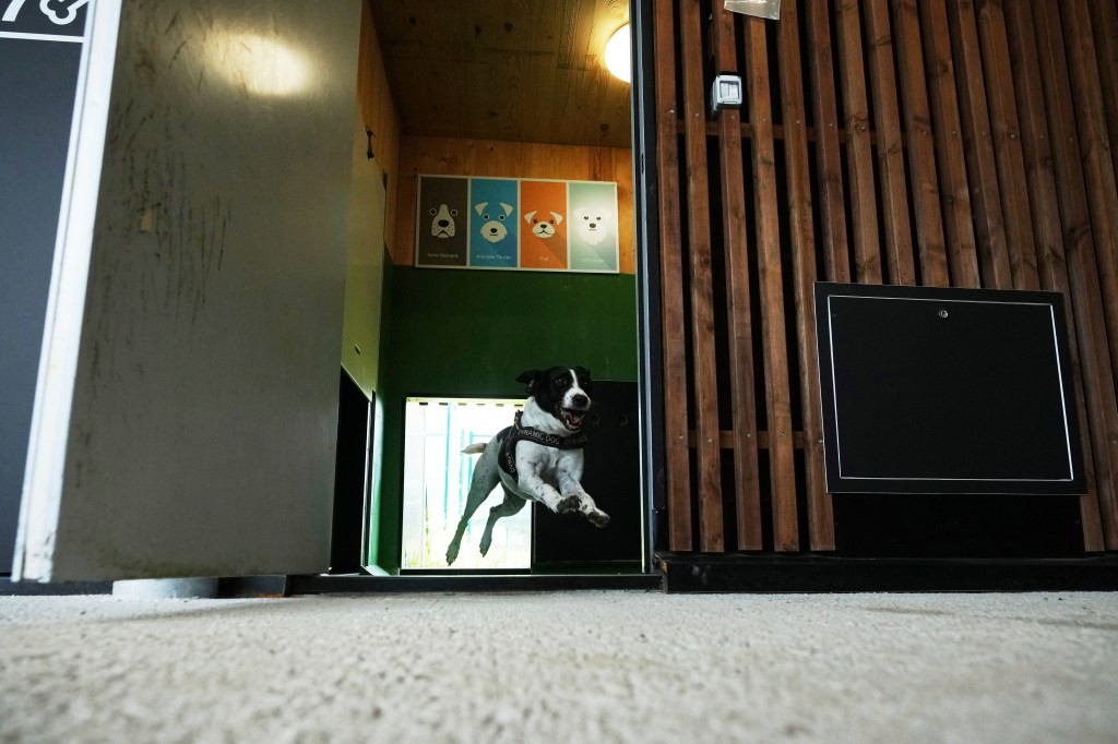 Hotel canino no aeroporto de Roma: luxo, serviço imersivo e mudanças na logística de viajar com cães