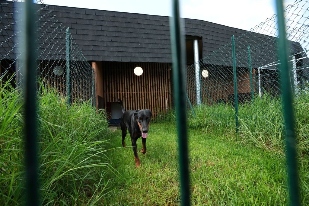 Conforts adaptés à chaque chien