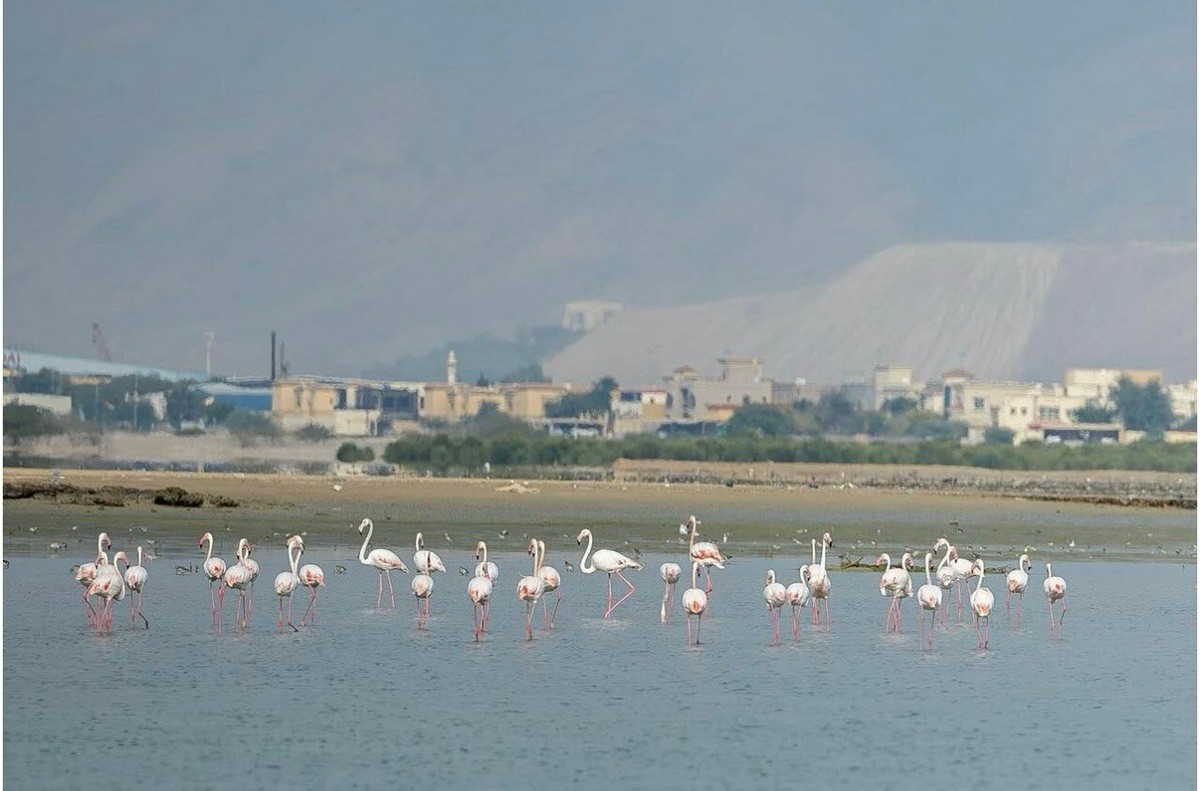 En quête des perles arabes : une journée sur la ferme Suwaidi Pearls à Ras al-Khaïmah révèle que chaque perle naît du danger et d’une attente d’environ 10 000 huîtres sauvages