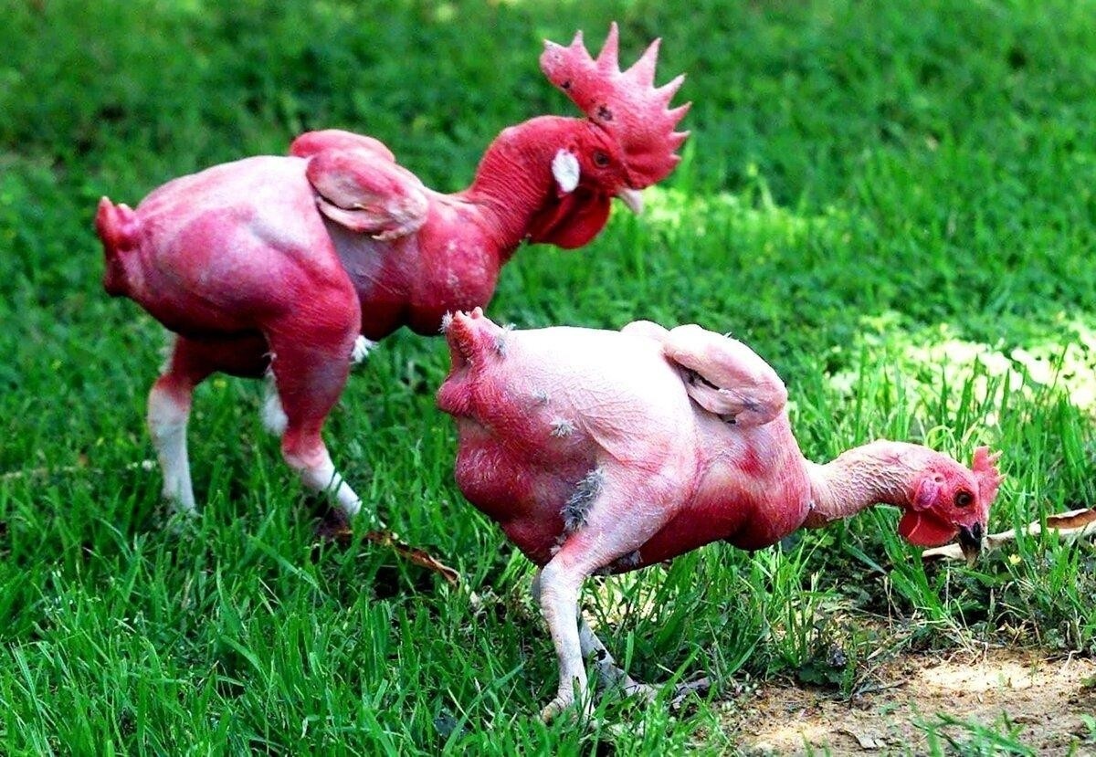 Entre gallinas imposibles: de gladiadores emplumados a pollos sin plumas y huesos negros