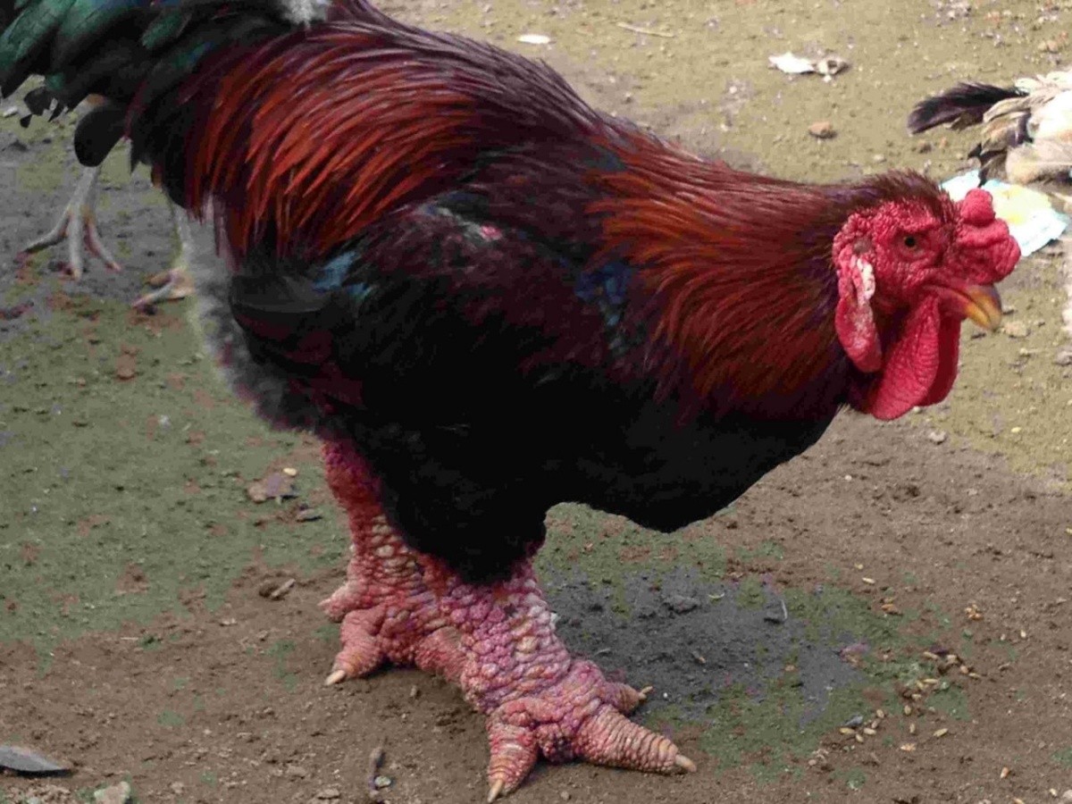 Shamo: o galo gladiador originário de Sião (Tailândia)