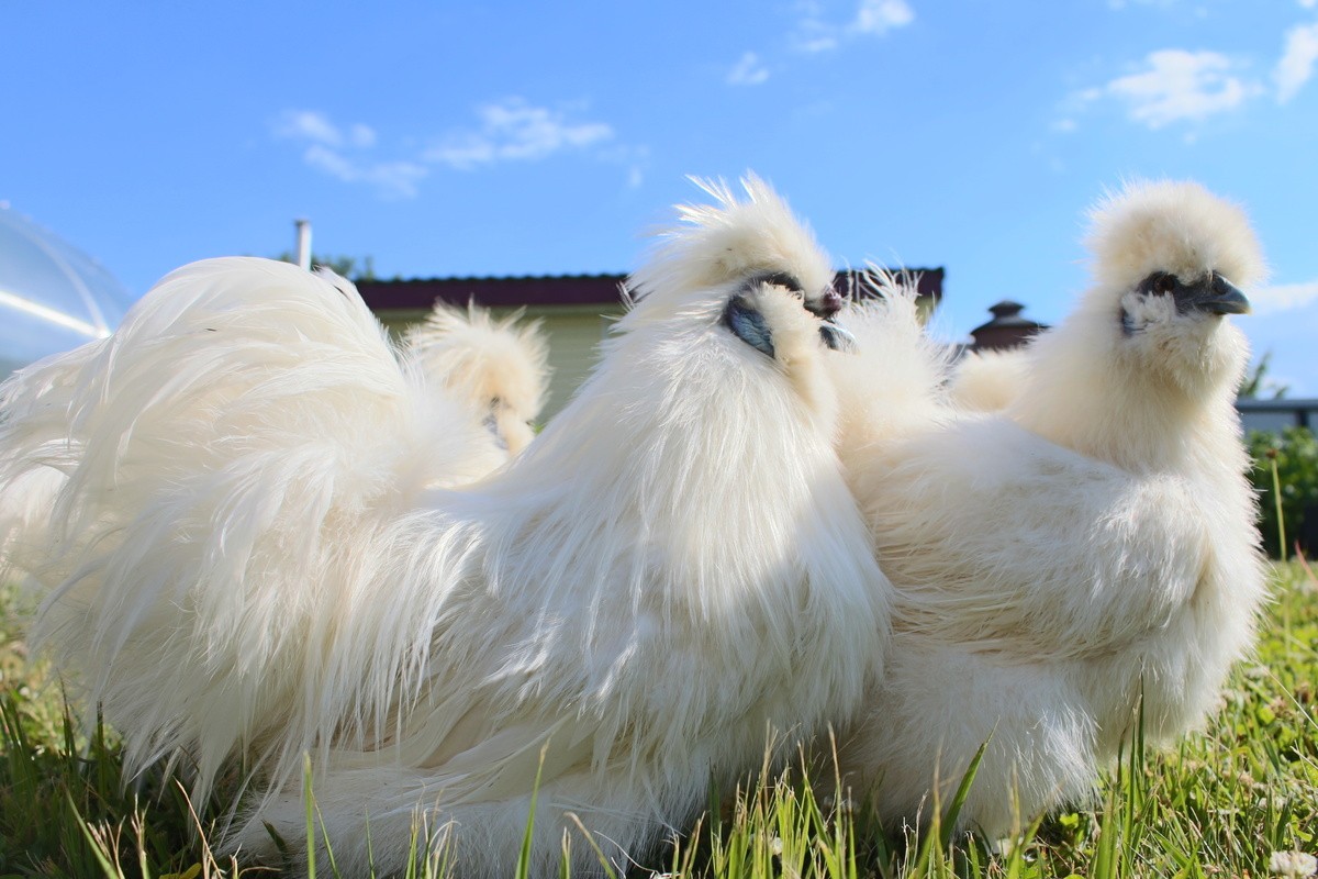 Ayam Cemani: o 'galo negro' da Indonésia