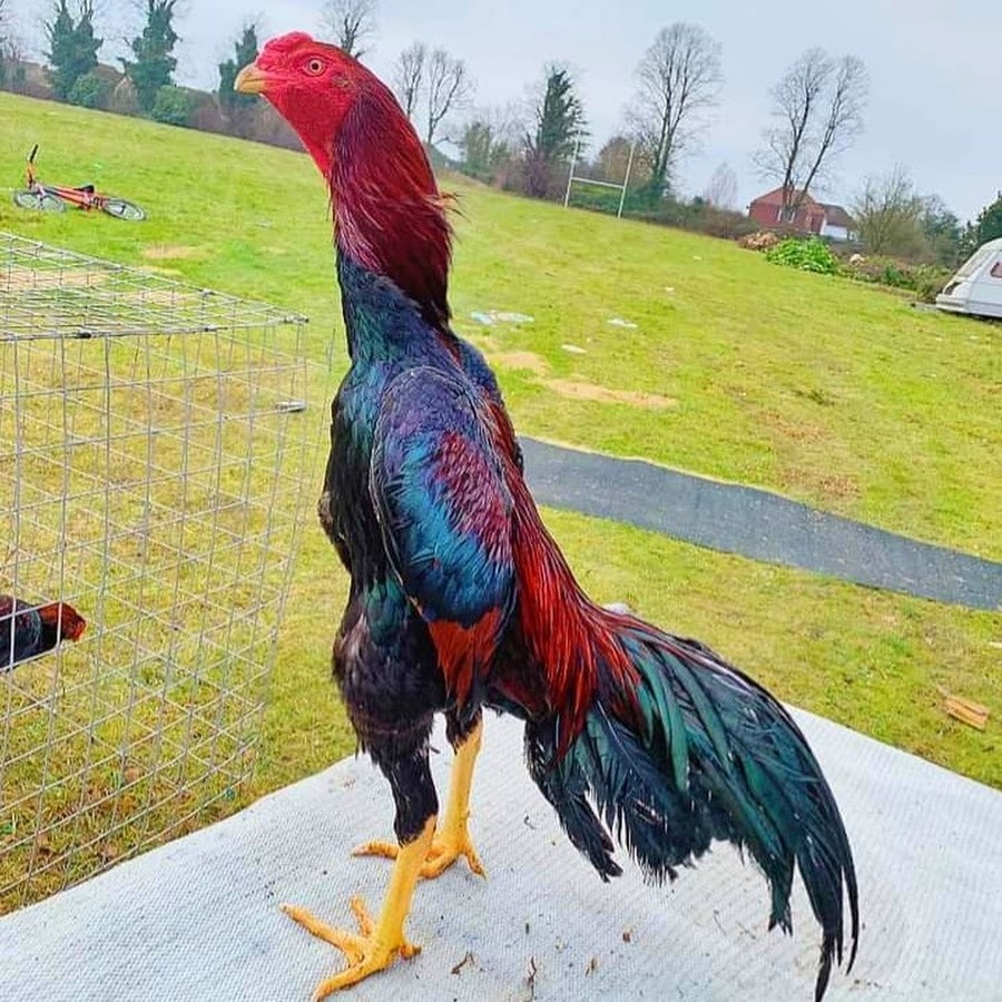 Silkie chinês e galos nus de Israel: beleza macia e pele exposta